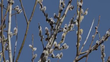erken baharda söğüt tomurcukları yakın