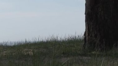 Finlandiya körfezi kıyısında eski çam