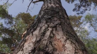 ormanda eski büyük çam ağacı