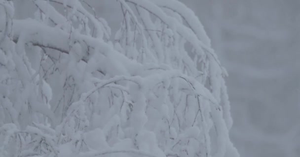 Ramos de árvores sob a neve — Vídeo de Stock