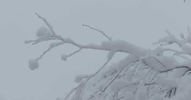 Κλαδιά του δέντρου κάτω από το χιόνι — Αρχείο Βίντεο