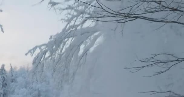 Hombre tira de una rama y derrama nieve — Vídeos de Stock