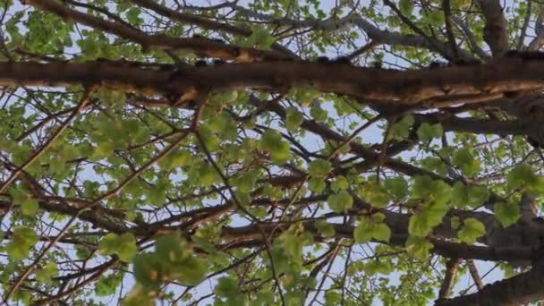 feuilles vertes sur les branches des arbres dans l'après-midi d'été 