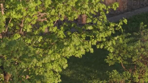 Groene bladeren op de takken van de bomen in de Zomermiddag — Stockvideo