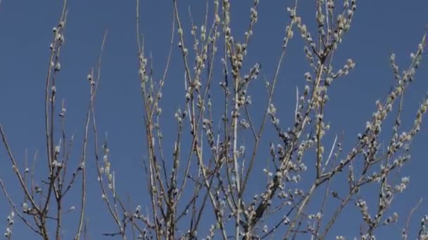 이른 봄에 버드 나무 싹을 닫습니다 — 비디오