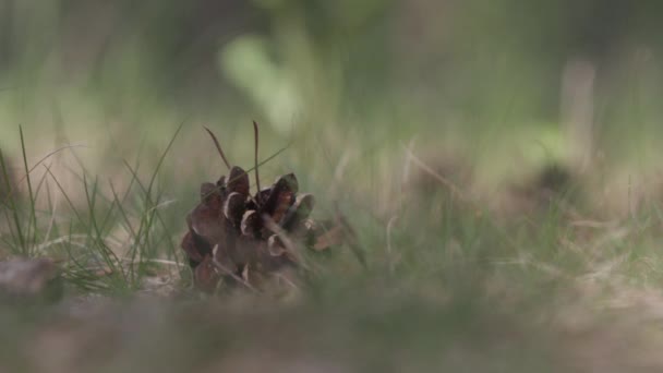 Сосновий конус лежить в траві — стокове відео