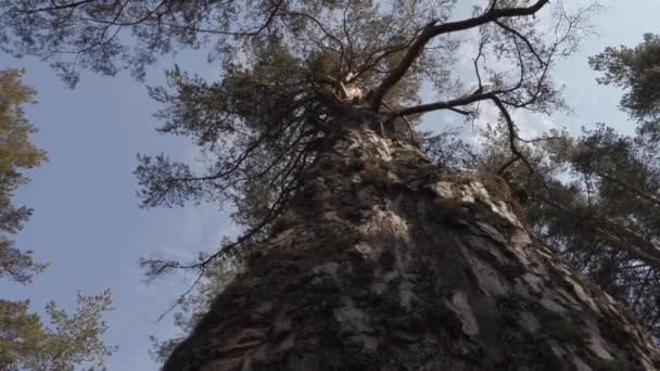 Gammalt stort tallträd i skogen — Stockvideo