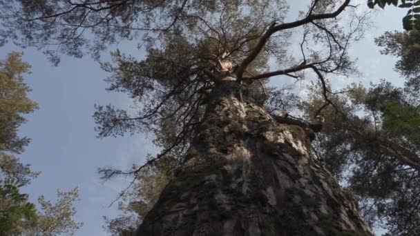 Gammalt stort tallträd i skogen — Stockvideo