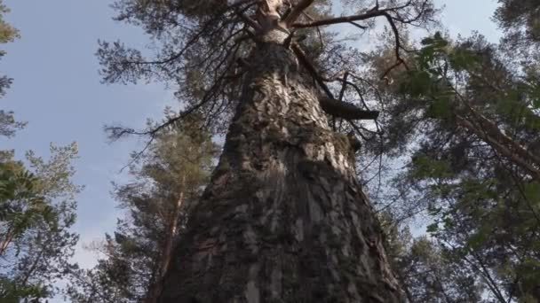 Oude grote dennenboom in het bos — Stockvideo