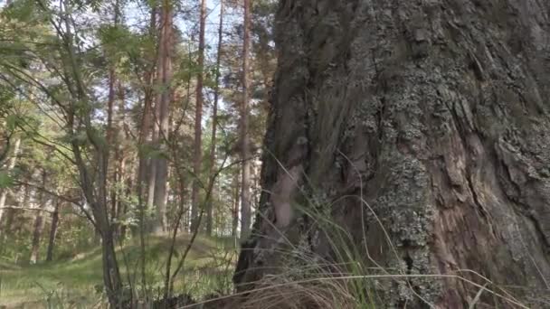 Velho pinheiro grande na floresta — Vídeo de Stock