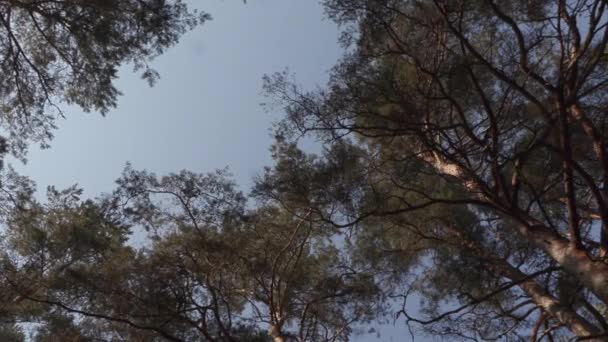 vieux grand pin dans la forêt 