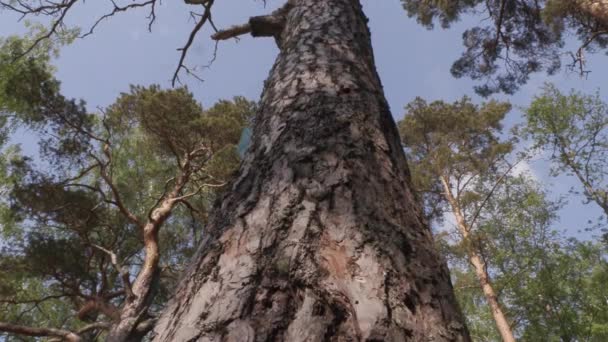Viejo gran pino en el bosque — Vídeo de stock