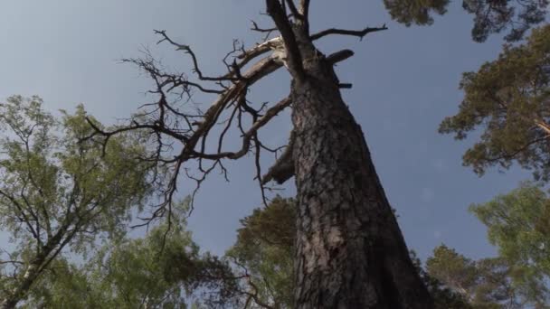 Starý velký mrtvý borový strom v lese za letního dne — Stock video