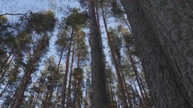 Çam ormanında rüzgar