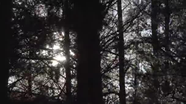 Viento en el bosque de pinos — Vídeos de Stock
