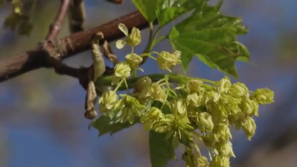 Branch of a tree with green leaves close up at sunset — Stock Video