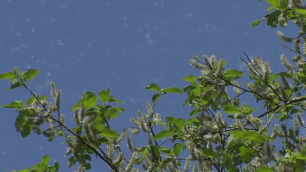 Witte populier pluis valt uit de bomen — Stockvideo