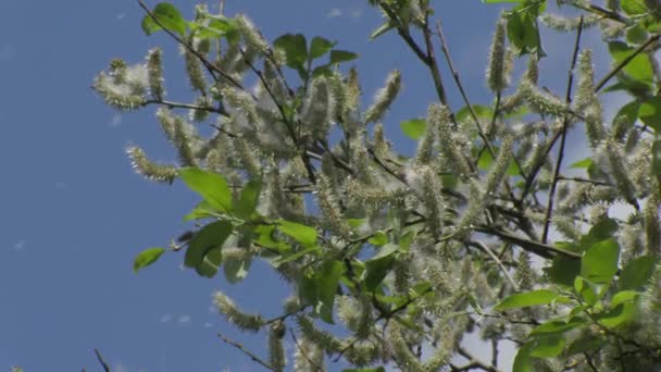 Λευκή λεύκη χνούδι πέφτει από τα δέντρα — Αρχείο Βίντεο