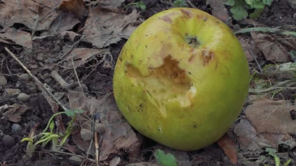 Grüner Knabberapfel liegt auf dem Boden — Stockvideo