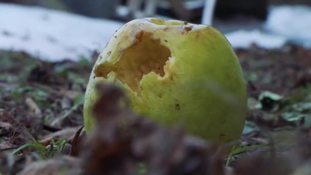 Gröna gnagde äpple ligger på marken — Stockvideo