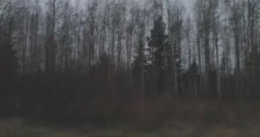 yan görünüm sürüş sırasında bulutlu havalarda sonbahar orman