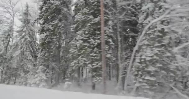 conduite en voiture dans la forêt d'hiver 
