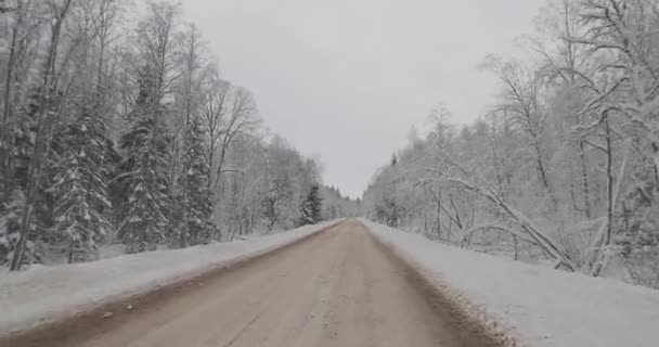 Вождение на автомобиле в зимнем лесу — стоковое видео