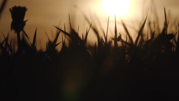 Silhouette of wild grass at sunset. — Stock Video