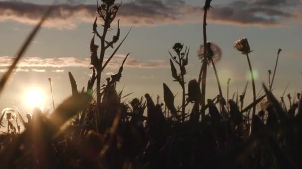 Silhouette d'herbe sauvage au coucher du soleil . — Video