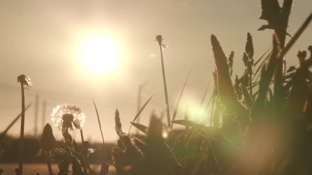 Silhouette d'herbe sauvage au coucher du soleil . — Video