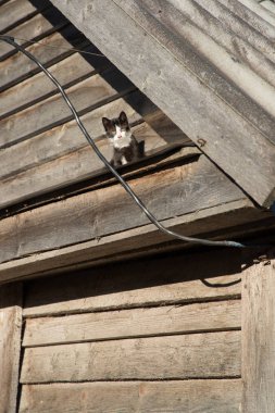 güneşte güneşlenme ve kameraya bakarak ahşap bir ahır ın vizörü üzerinde kedi