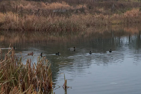 Troupeau de canards à l'étang dans la journée — Photo