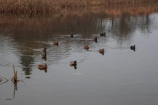 白天在池塘里成群的鸭子 — 图库照片