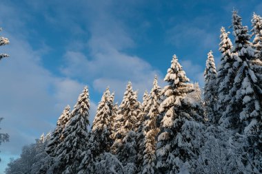 Rusya 'da kar yağan soğuk ve kış manzaraları