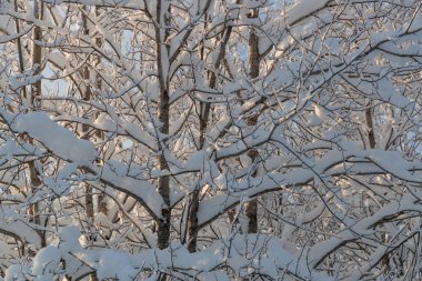 Rusya 'da kar yağan soğuk ve kış manzaraları