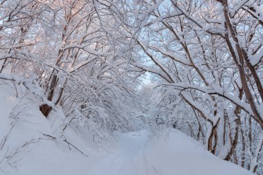 Rusya 'da kar yağan soğuk ve kış manzaraları