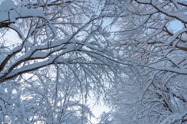 Rusya 'da kar yağan soğuk ve kış manzaraları