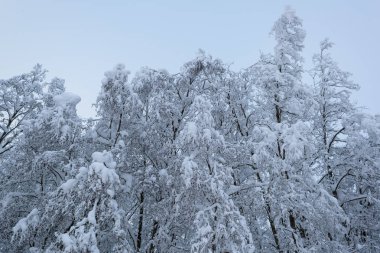 Rusya 'da kar yağan soğuk ve kış manzaraları