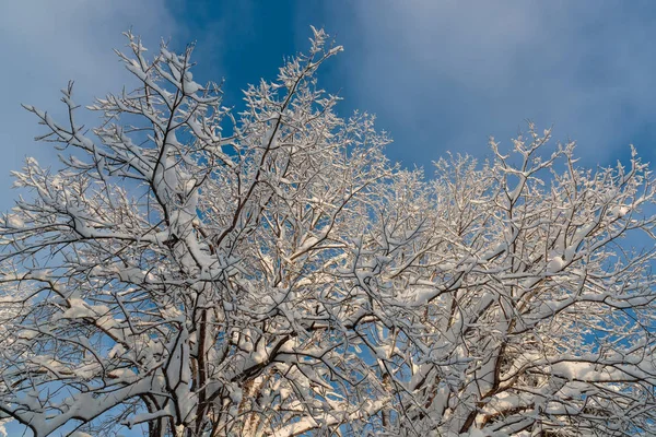 Paisagens frias e de inverno com neve na Rússia — Fotografia de Stock