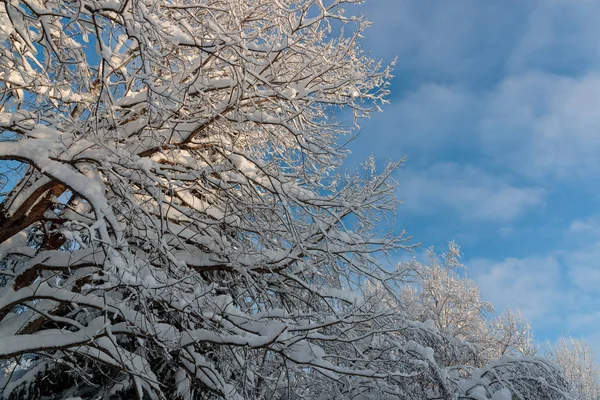 Paisagens frias e de inverno com neve na Rússia — Fotografia de Stock