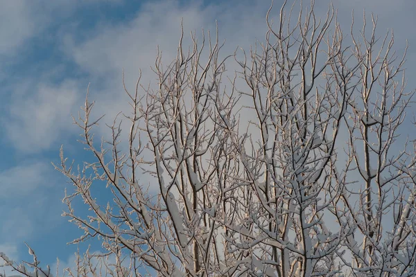 Cold and winter landscapes with snow in Russia — Stock Photo, Image