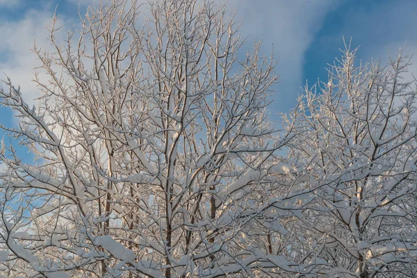 Paesaggi freddi e invernali con neve in Russia — Foto Stock