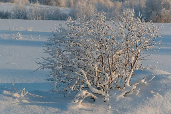 Paysages froids et hivernaux avec neige en Russie — Photo