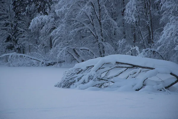 Paisajes fríos e invernales con nieve en Rusia — Foto de Stock