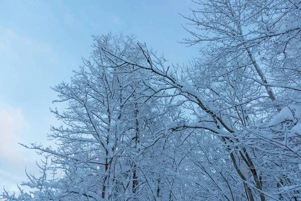 Холодные и зимние пейзажи со снегом в России — стоковое фото
