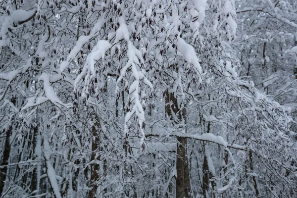 Ψυχρά και χειμερινά τοπία με χιόνι στη Ρωσία — Φωτογραφία Αρχείου