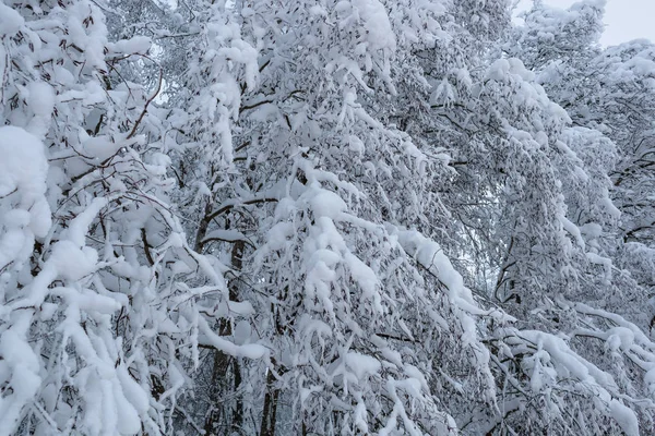 Paisajes fríos e invernales con nieve en Rusia — Foto de Stock