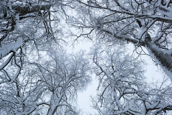 Paisajes fríos e invernales con nieve en Rusia — Foto de Stock