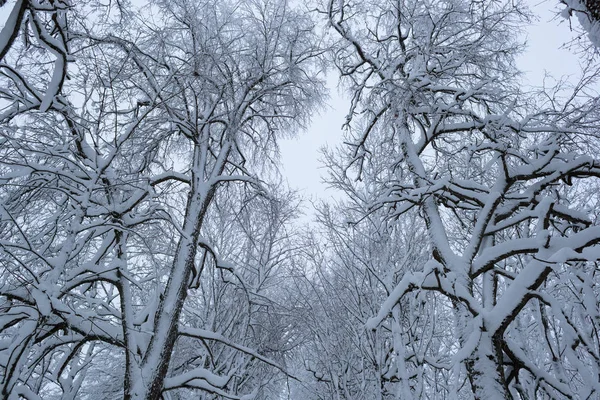 Paisajes fríos e invernales con nieve en Rusia — Foto de Stock