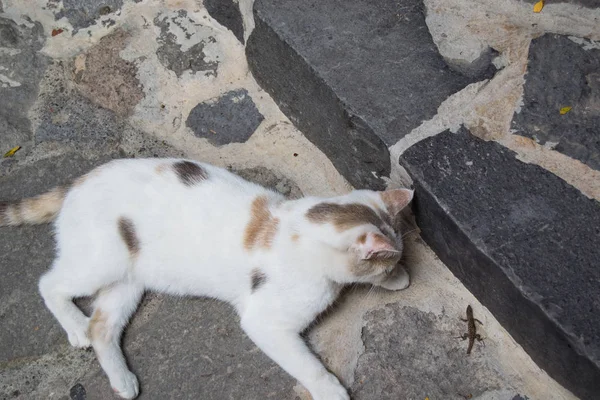 Weiße Katze auf der Straße blickt auf eine kleine Eidechse — Stockfoto